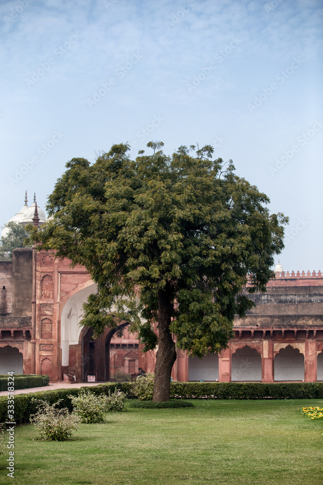 red fort agra tree