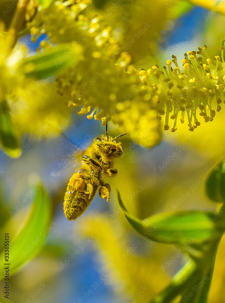 bee covered with pollen on a willow 