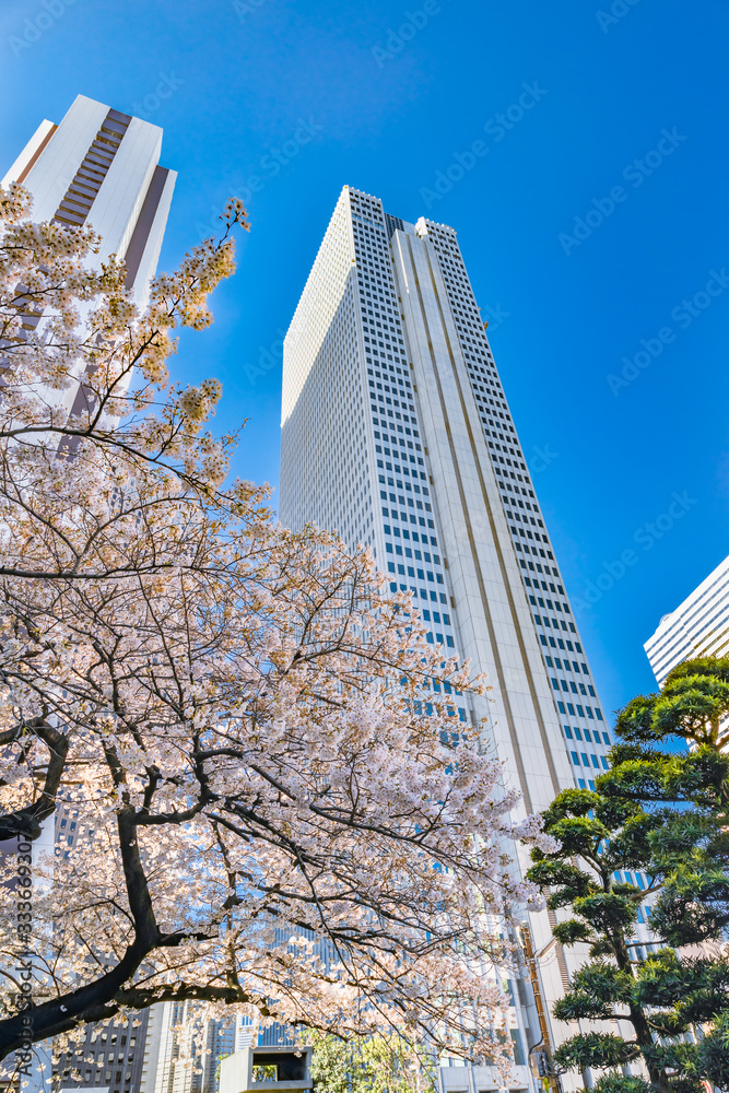 都会のビルと桜の木