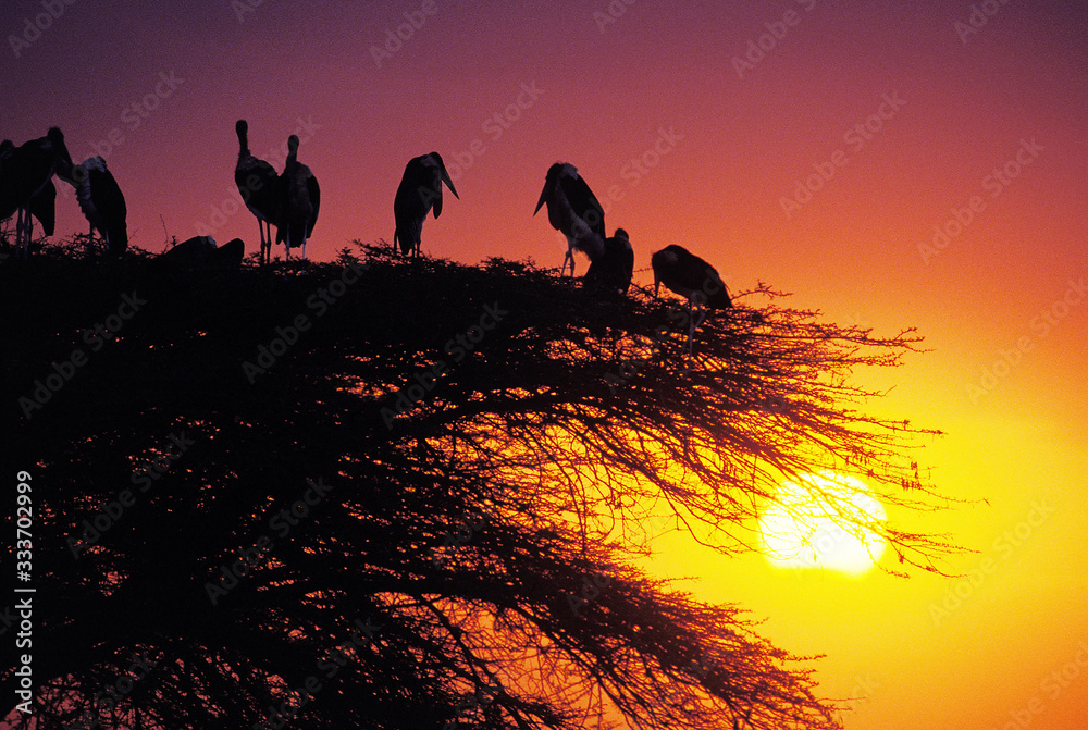 MARABOU STORK GROUP leptoptilos cruneiferus STANDING ON ACACIA TREE，MASAI MARA PARK IN KENYA MARYA站在
