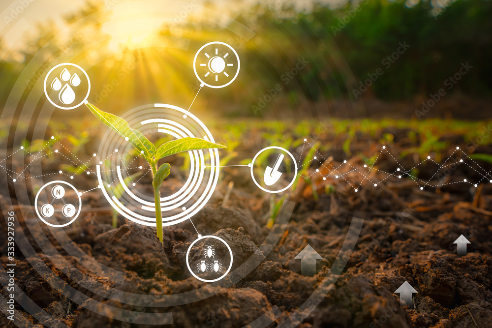 用现代技术理念，在落日余晖照耀下，在农业花园里采摘绿豆