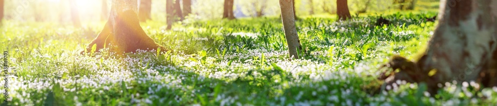 阳光明媚的日子里，有很多白色春天的酢浆草花的木头