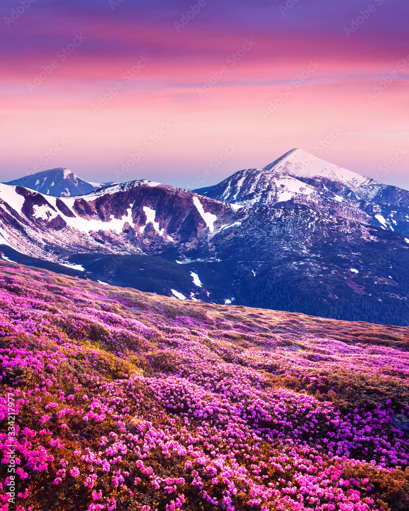 Rhododendron flowers covered mountains meadow in summer time. Purple sunrise light glowing on snowy 
