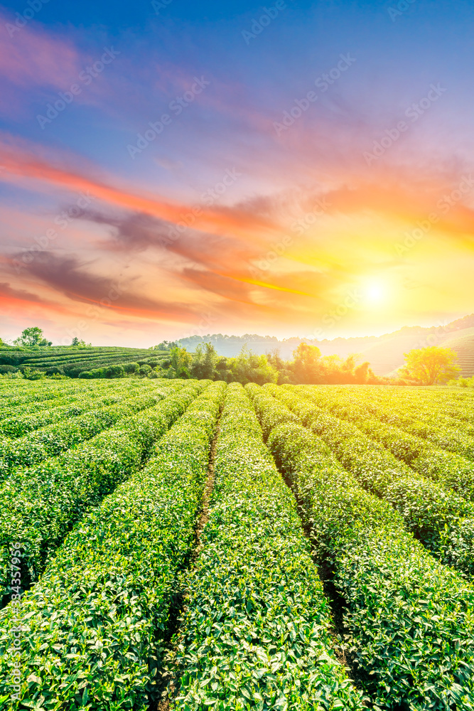 日落时分的绿茶种植园，自然背景。