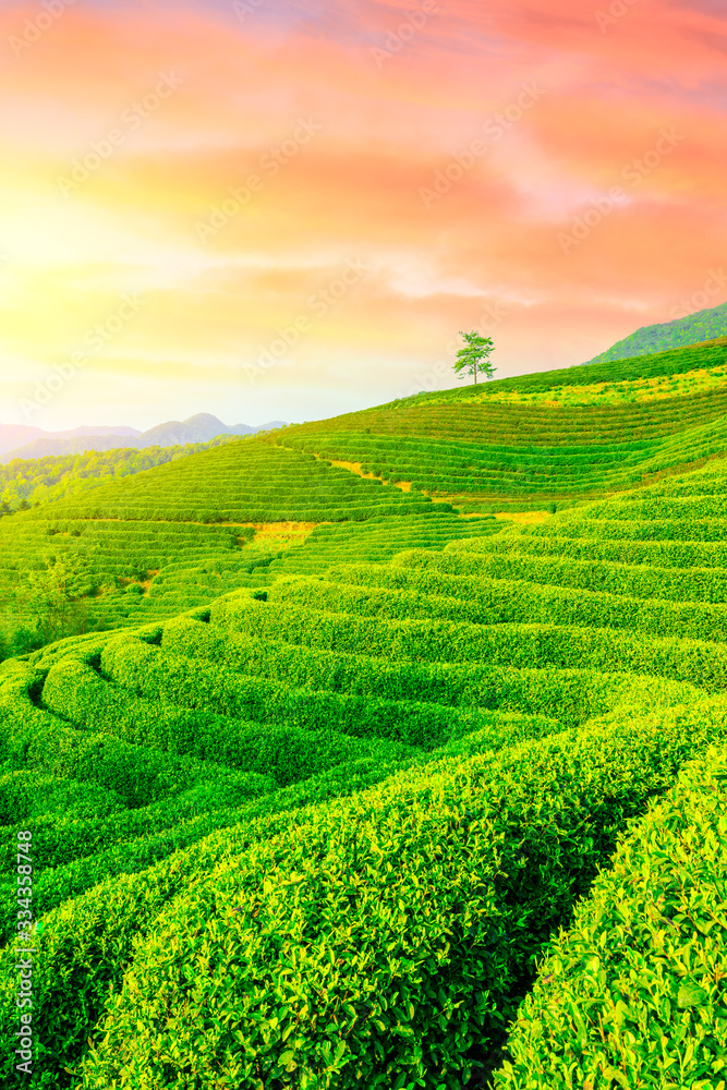 Green tea plantation at sunset time,nature background.