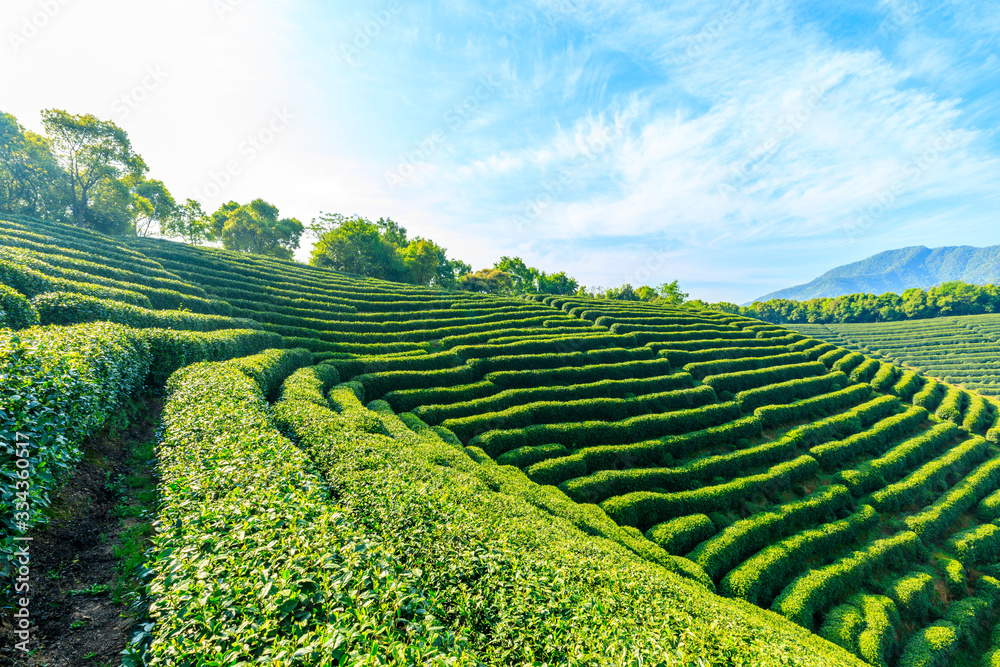 Tea plantation on sunny day,green nature landscape.