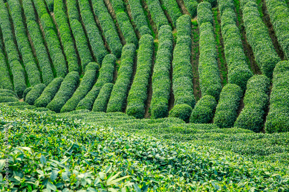 Tea plantation green nature background.