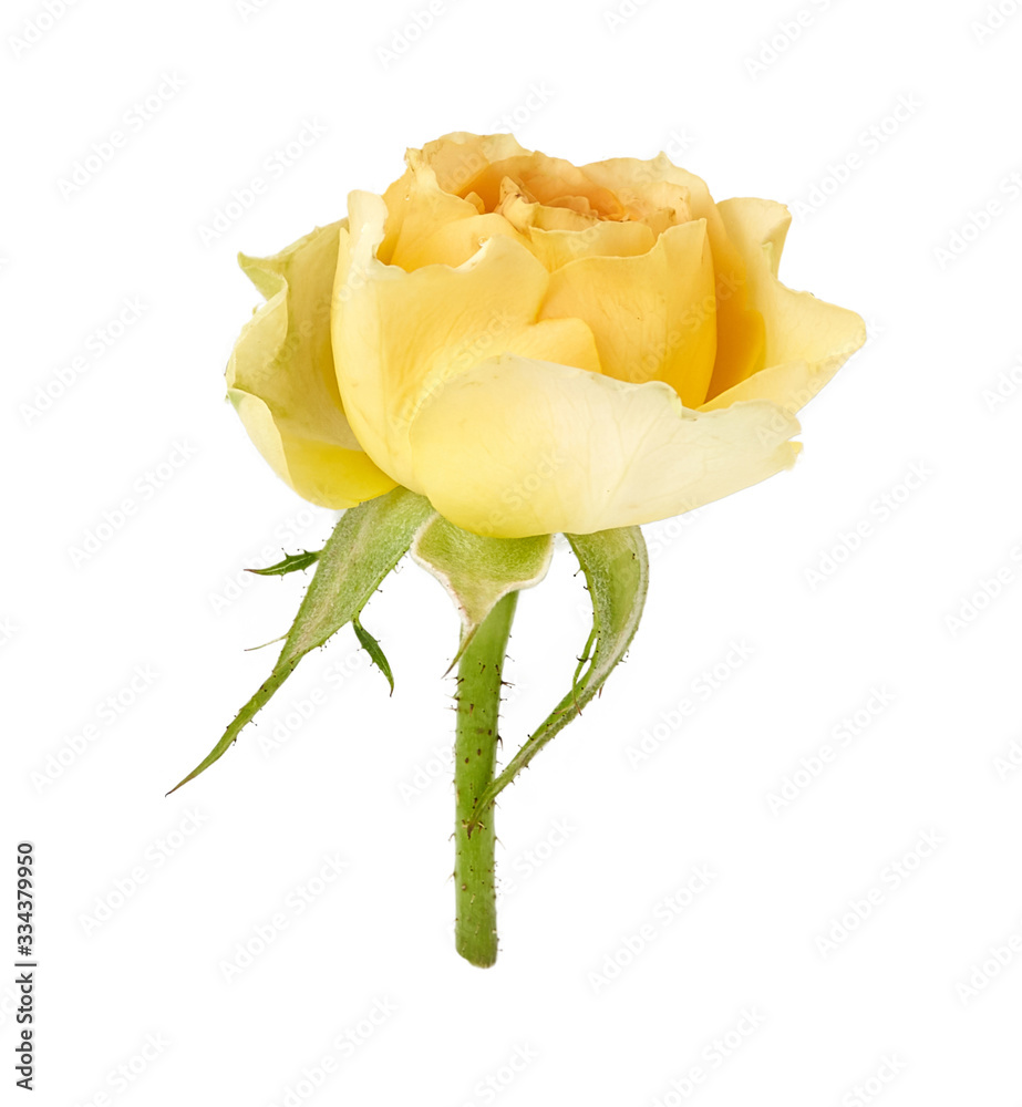 美丽的黄色玫瑰在白色背景上分离。玫瑰芽在绿色茎上。