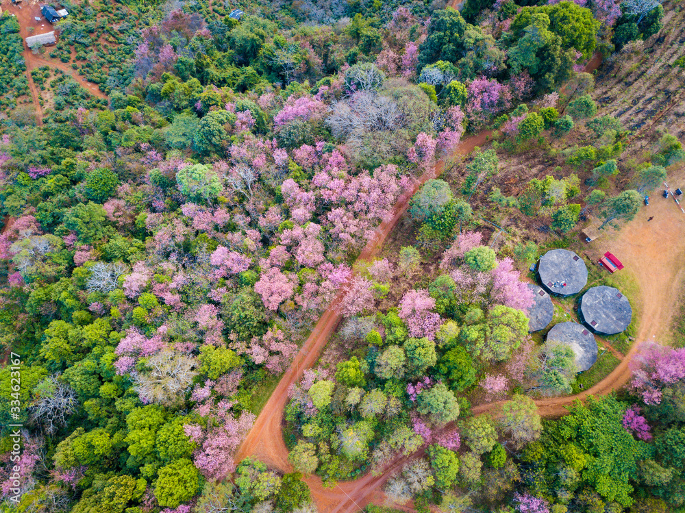 中国Doi Pangkhon山山顶樱花盛开的鸟瞰图
