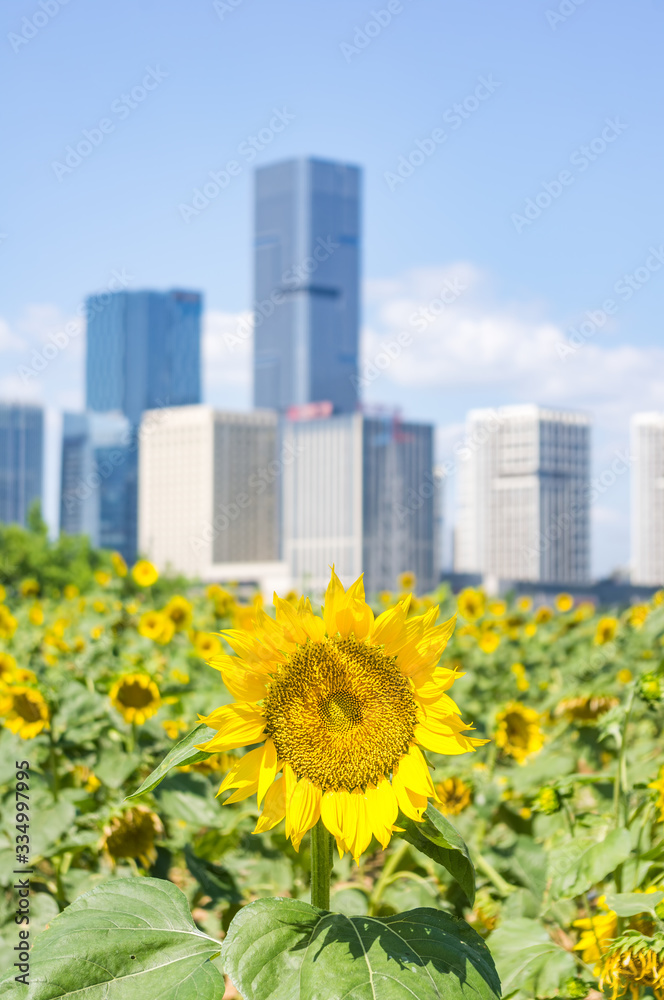 The fresh blooming sunflowers in field on the cityscape backgrounds,Fuzhou,Fujian,China