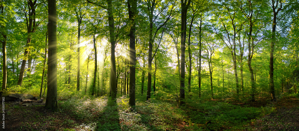 落叶树的绿色森林全景，阳光透过森林投射光线