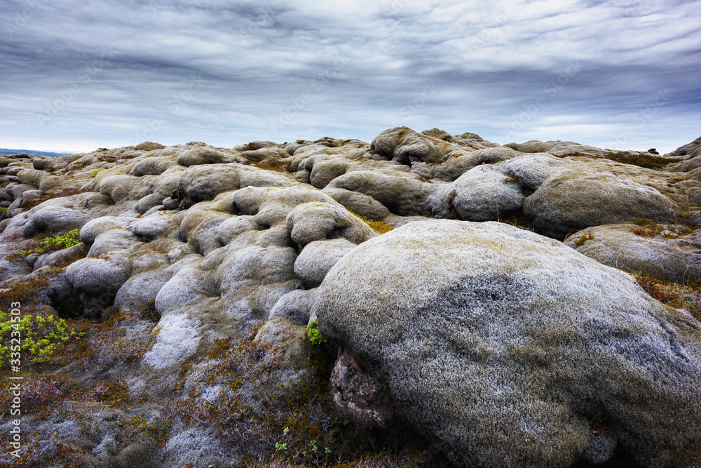 独特的冰岛景观，火山爆发后的熔岩场覆盖着棕色苔藓Eldhraun
