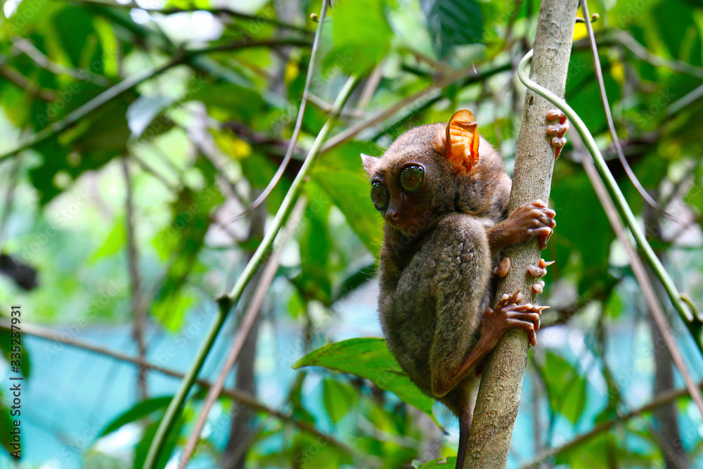 菲律宾波荷尔雨林中的眼镜猴