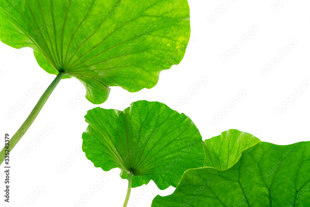 Lotus leaf on white background