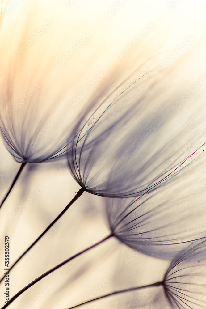 抽象的蒲公英花背景。种子宏观特写。柔和的焦点。春天的自然