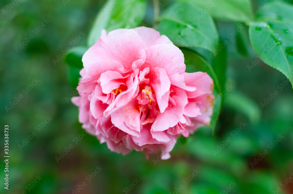 花园里盛开的粉红色山茶花、山茶花