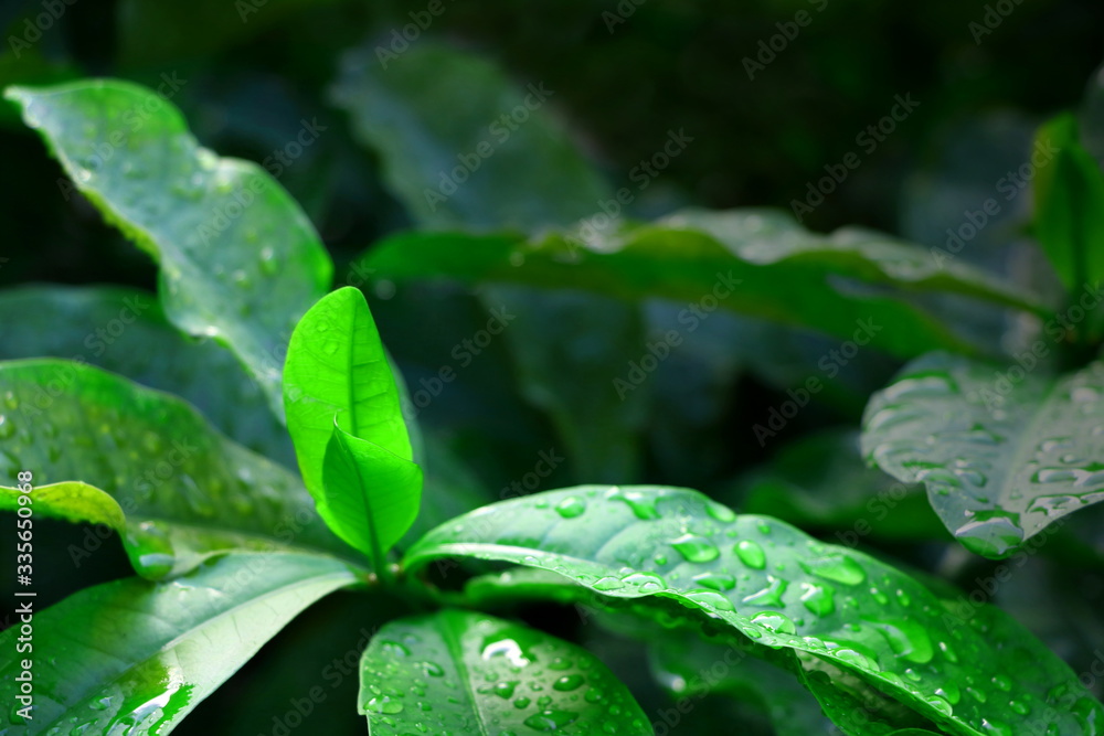 光照下树叶上的水滴具有复制性，概念生长