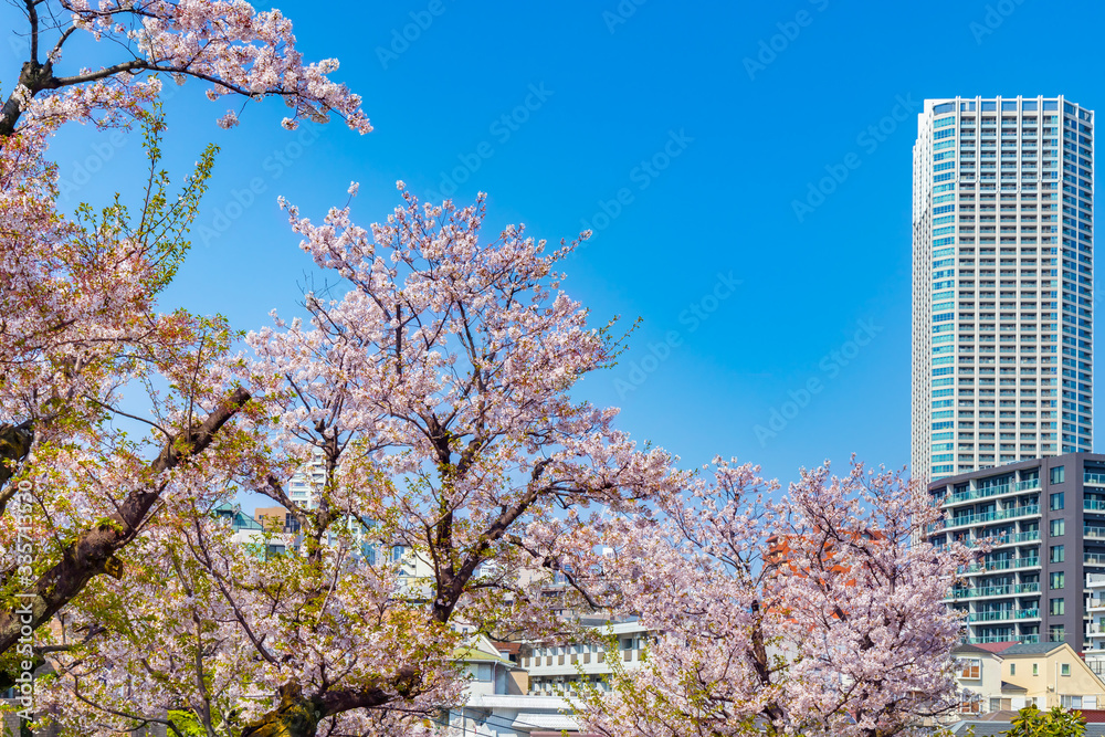 都会に咲く美しい桜の木