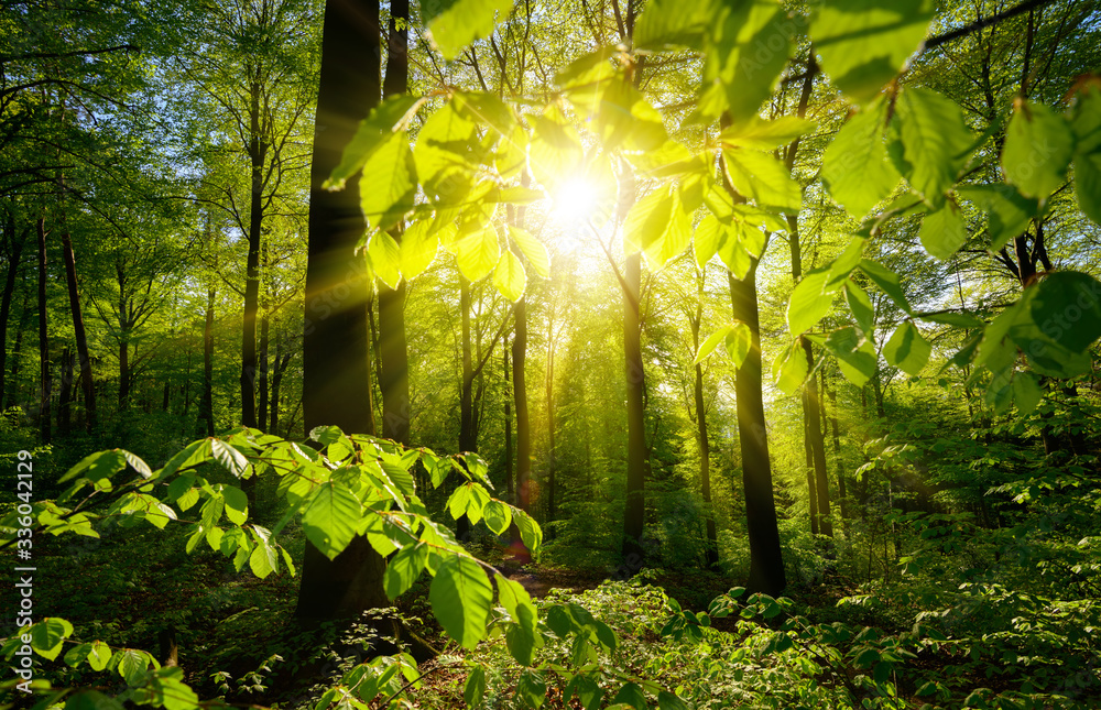 Beautiful green forest scenery: the sun and green branches framing the trees in the background