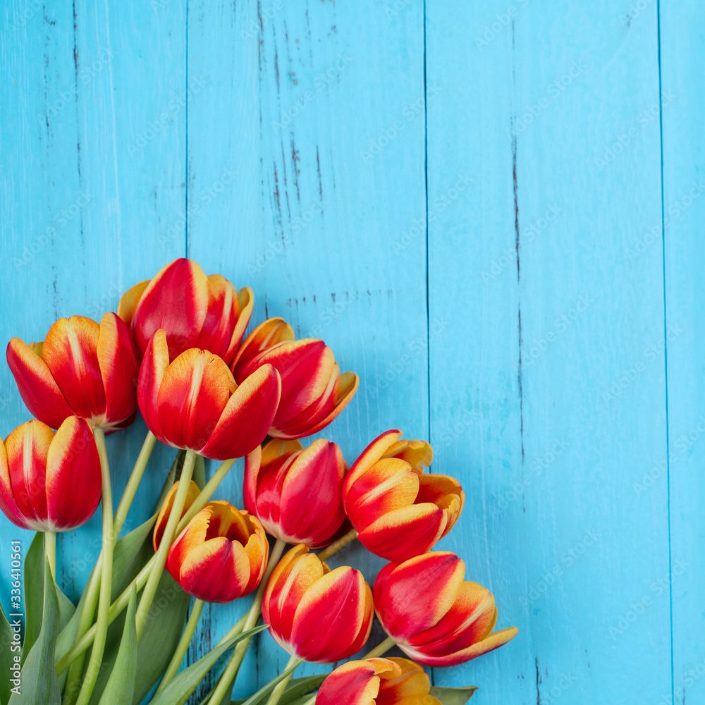母亲节设计理念，郁金香花束。美丽的红色、黄色花束隔离在蓝色木材上