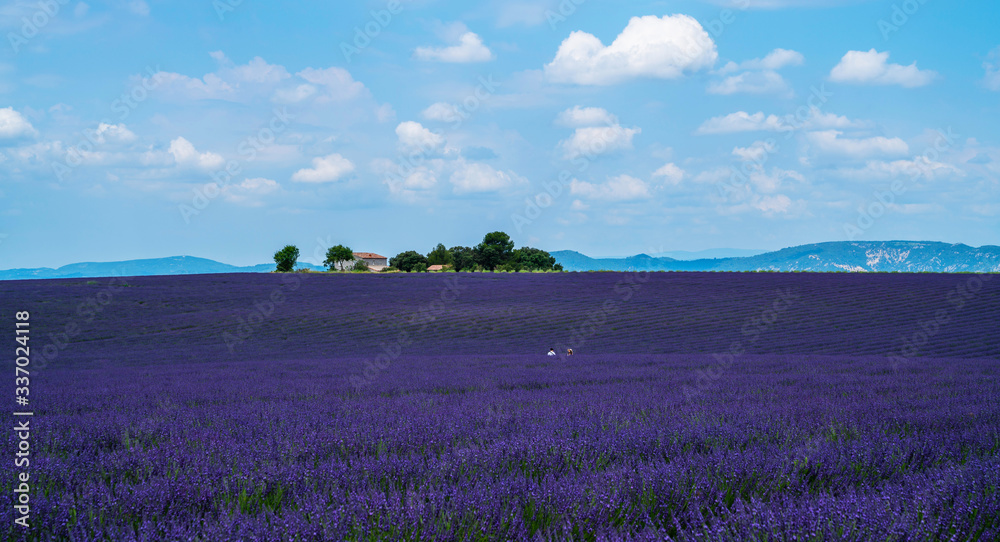 在阳光明媚的日子里，法国普罗旺斯紫色盛开的薰衣草田，天空和远方风景优美