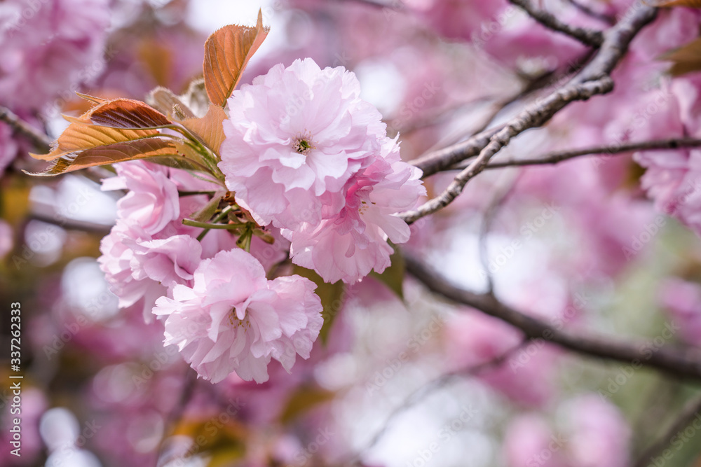 美丽的粉红色樱花在春天绽放