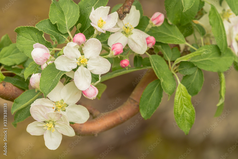 春天的树上开着白苹果