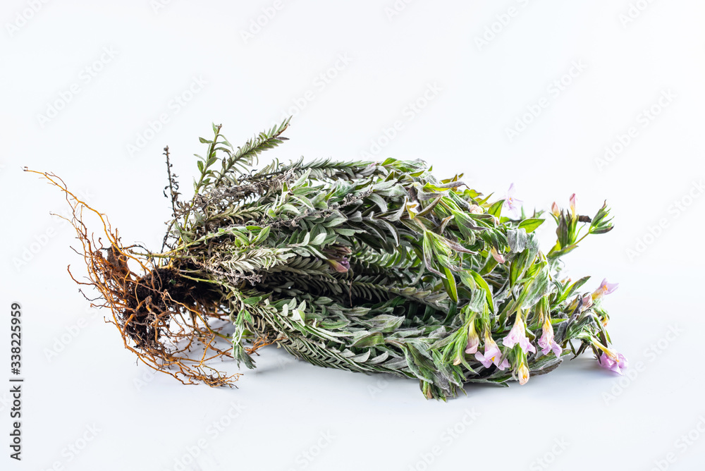 Fresh Chinese herbal medicine velvet antler on white background