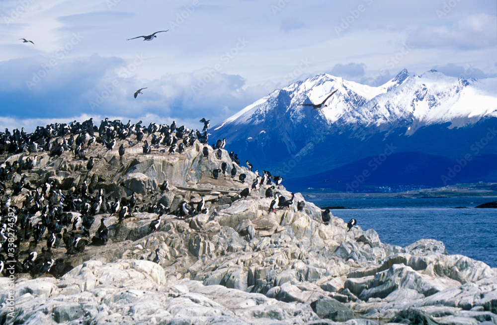 阿根廷南部乌斯怀亚比格海峡和布里奇斯群岛附近岩石上的Cormorants