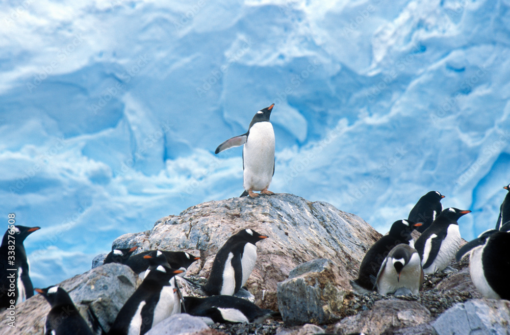巴布亚企鹅和小鸡（Pygoscelis papua）在南极洲天堂港的rookery