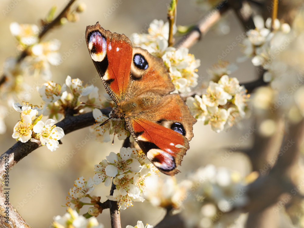 美丽的蝴蝶坐在盛开的樱桃枝上特写