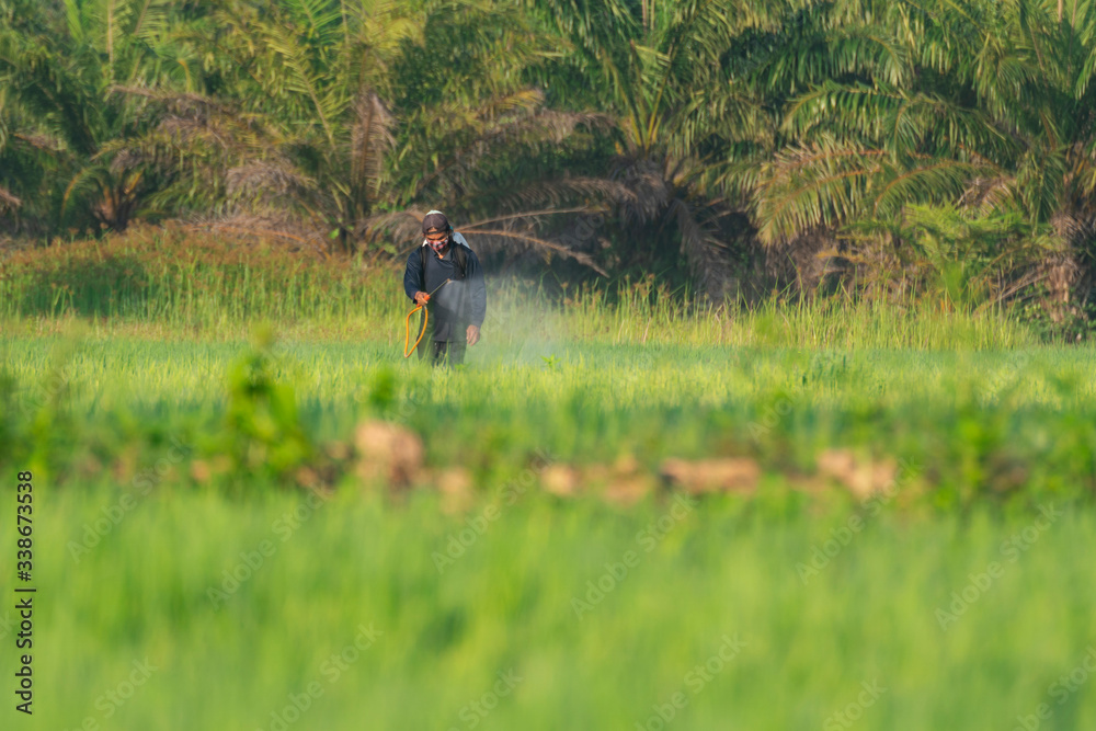 农民正在向稻田里的植物喷洒一些东西。