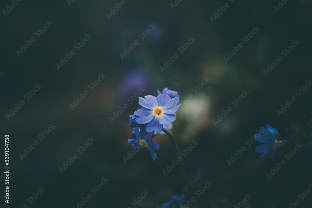 Wide angle moody and dark macro of blue flowers. Captured in early spring. Shallow depth of field, s