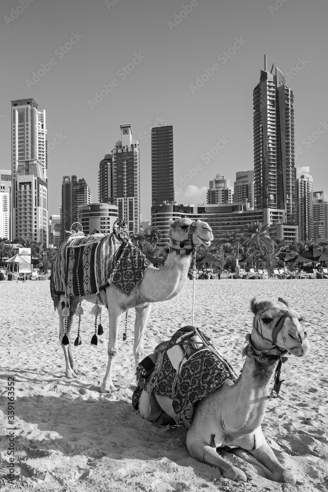 View on camels and Jumeirha beach in Dubai Marina, United Arab Emirates
