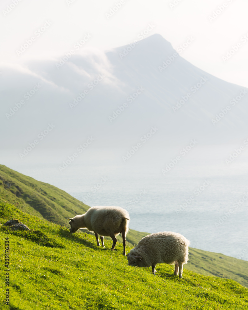 夏日法罗群岛的晨景，前景是两只绵羊。丹麦斯特里莫岛。