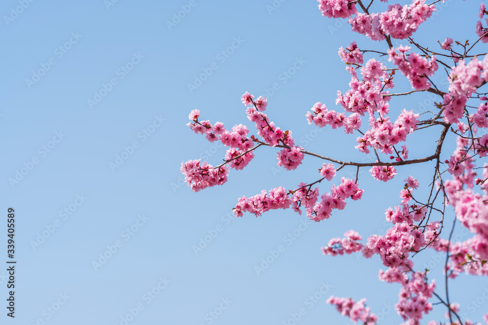 春天的粉红梅花