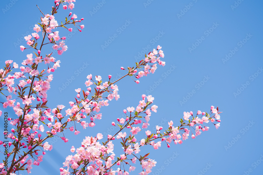 粉红色的秋海棠在春天开花