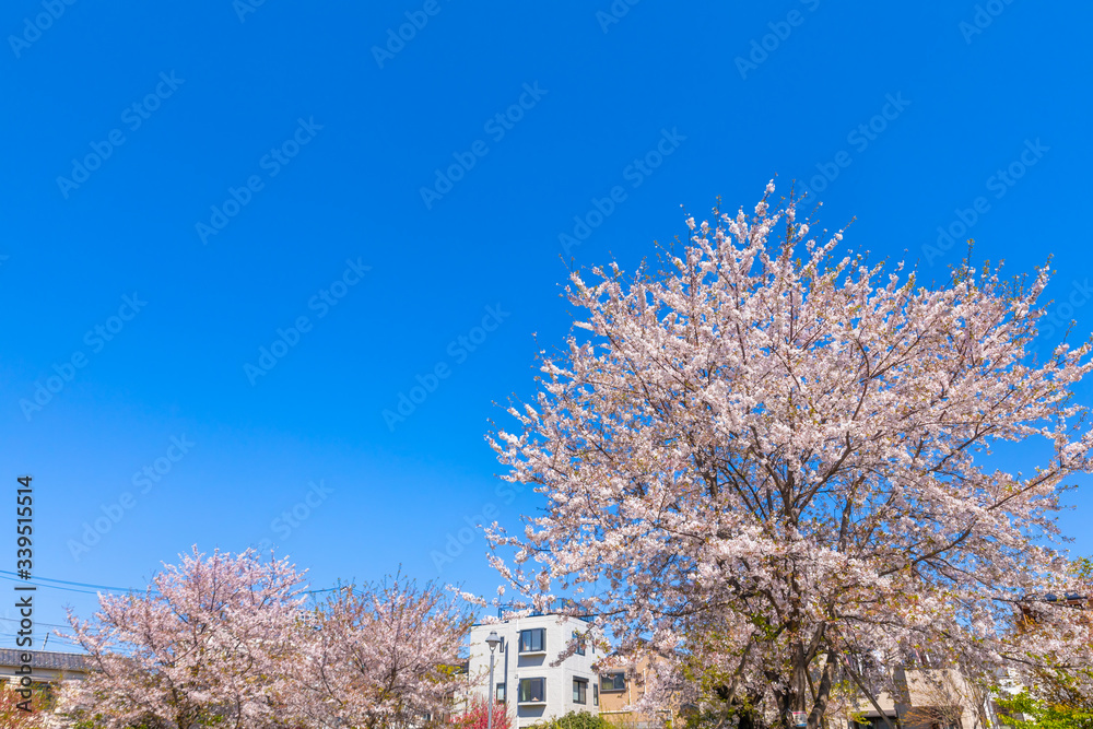 東京の住宅街に咲く桜