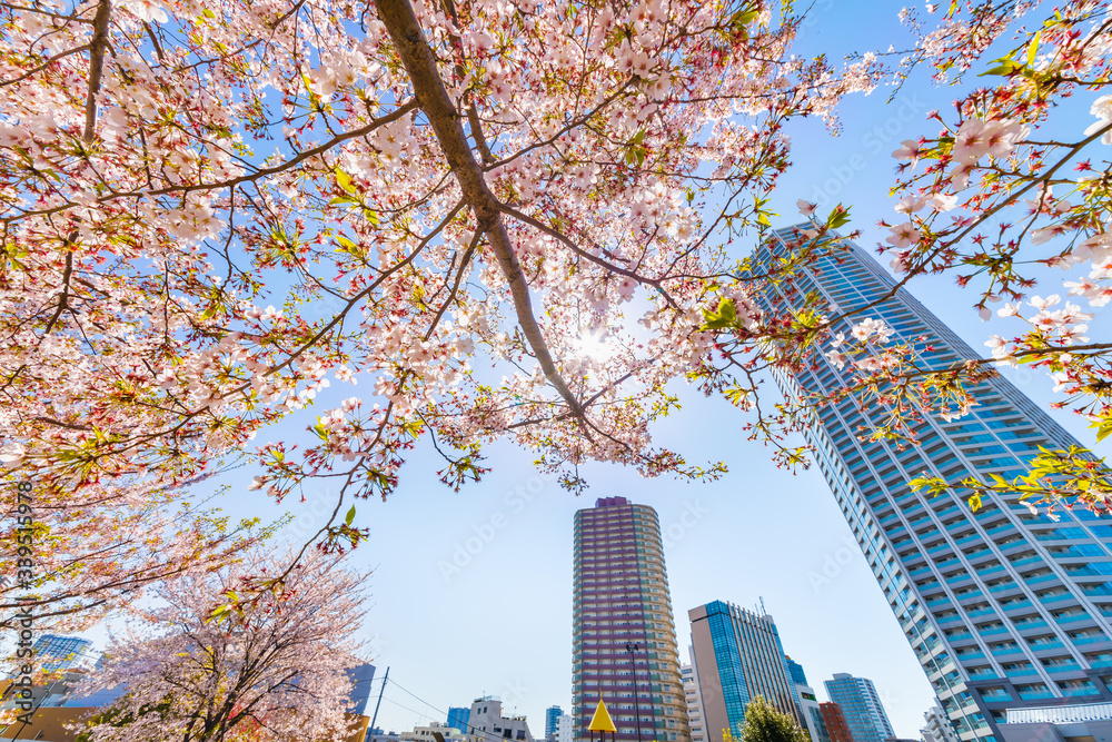 東京の高層ビルと桜