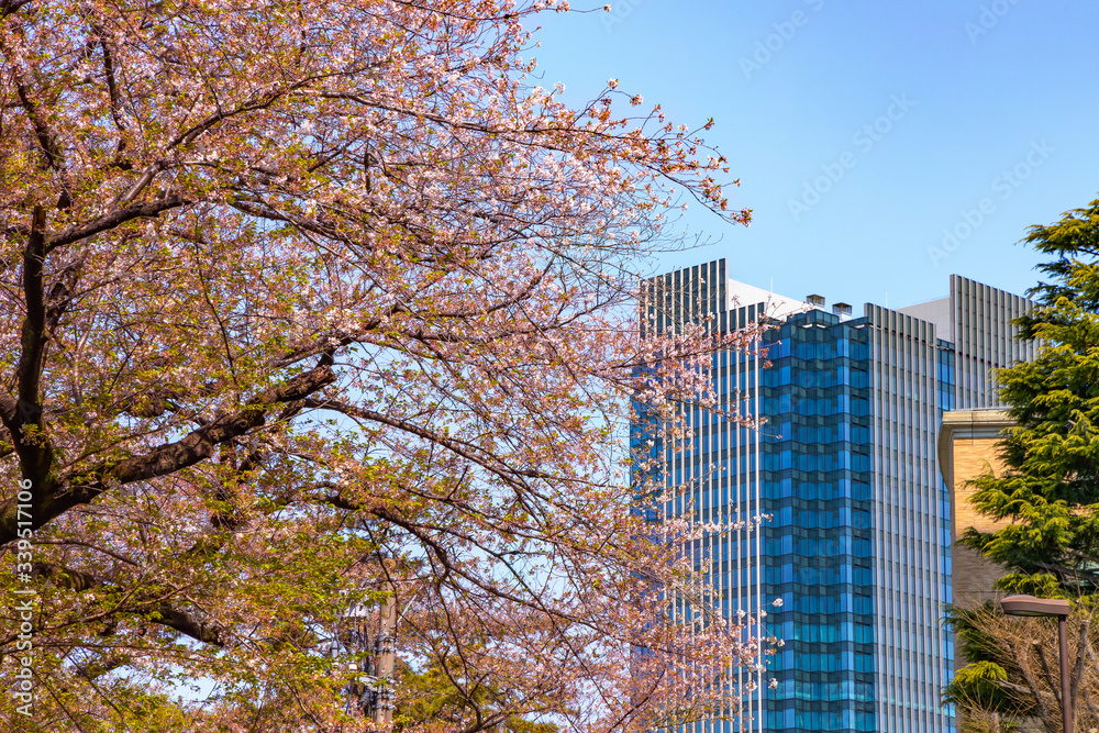 東京の高層ビルと桜