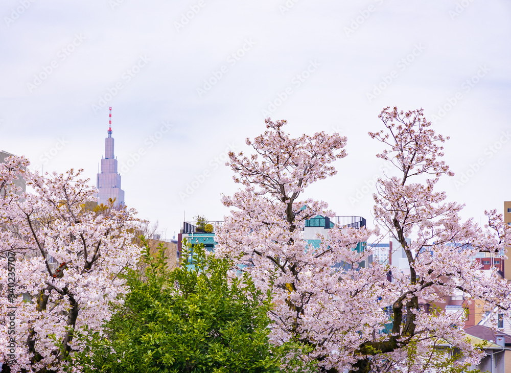 東京のビルと満開の桜