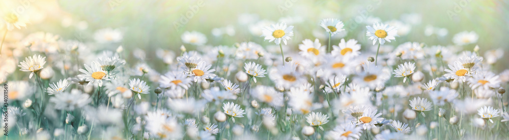 春天开出美丽的花朵，草地上的雏菊花是选择性的、柔和的焦点