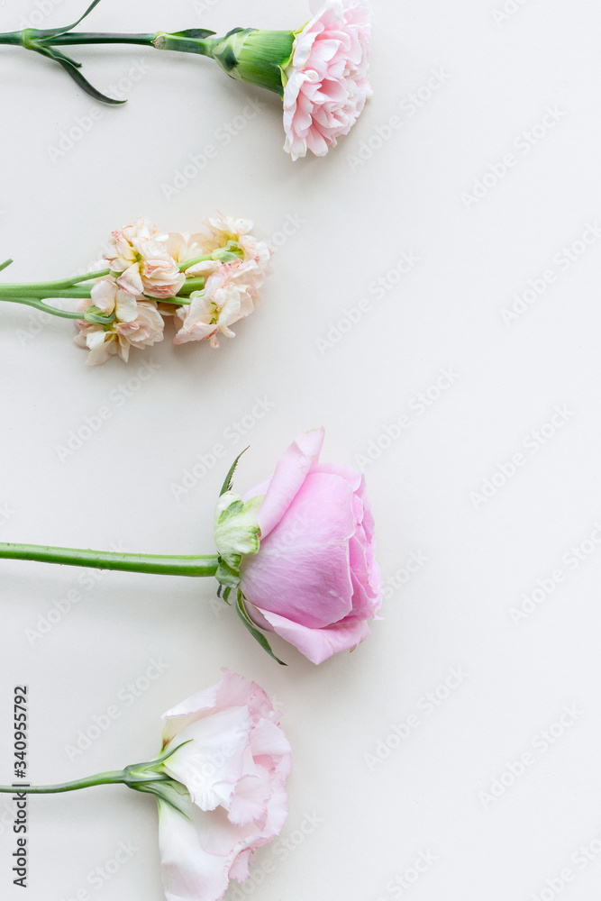 白色背景下的花朵