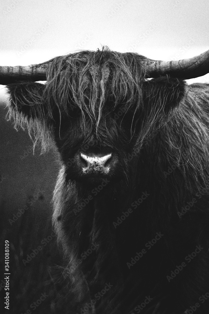 Wild highland cattle bull