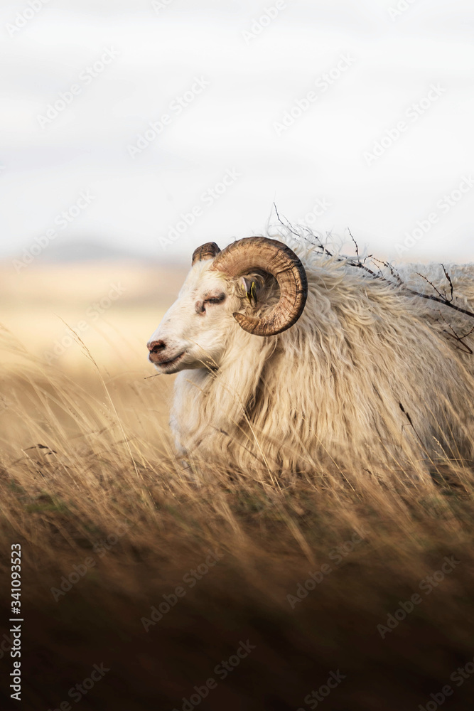 冰岛绵羊