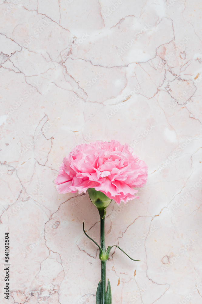 粉色康乃馨花