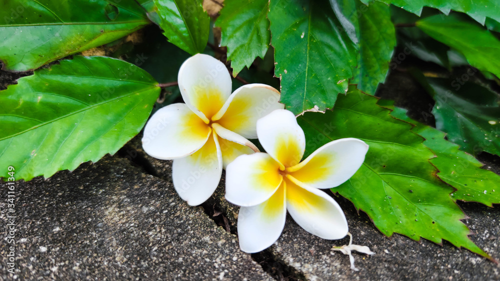 group of yellow white and pink flowers Frangipani, Plumeria on a sunny day with natural background