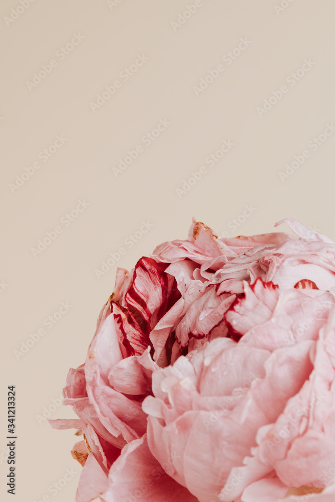 粉色英国玫瑰花，水滴柔和风格模型