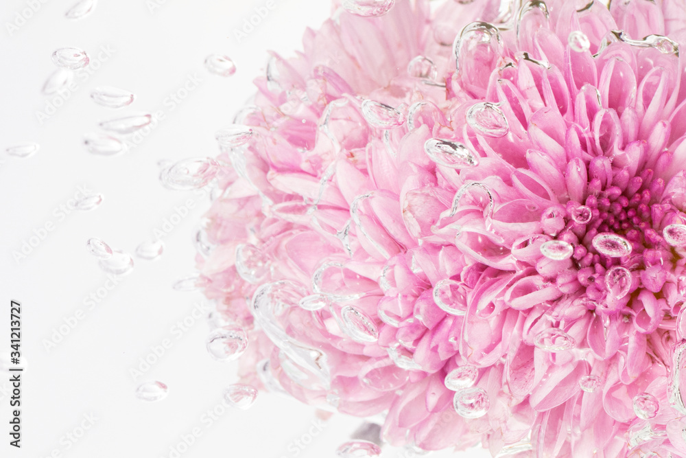 水中粉红色菊花，气泡微距拍摄