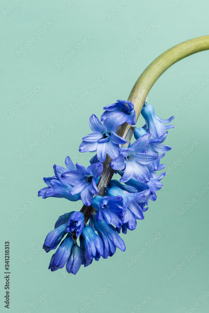 盛开的蓝色飞燕草花